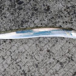 アジング、ギンガメアジと太刀魚