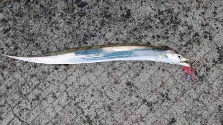 アジング、ギンガメアジと太刀魚