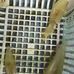 雷ゴロゴロ　イカぼちぼち