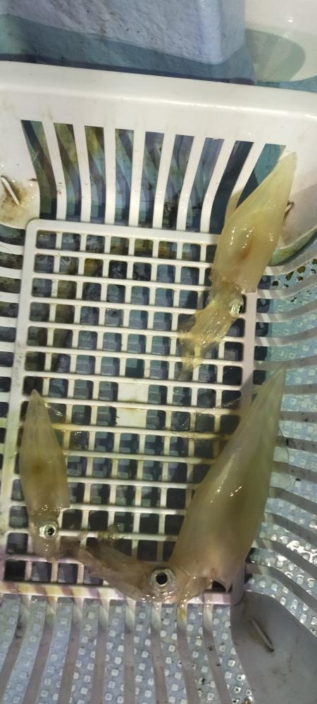 雷ゴロゴロ　イカぼちぼち