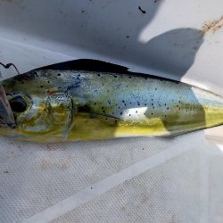 ジギング&キャスティング