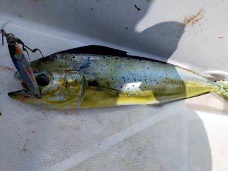 ジギング&キャスティング