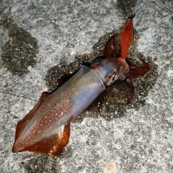 ケンサキ釣れてます。