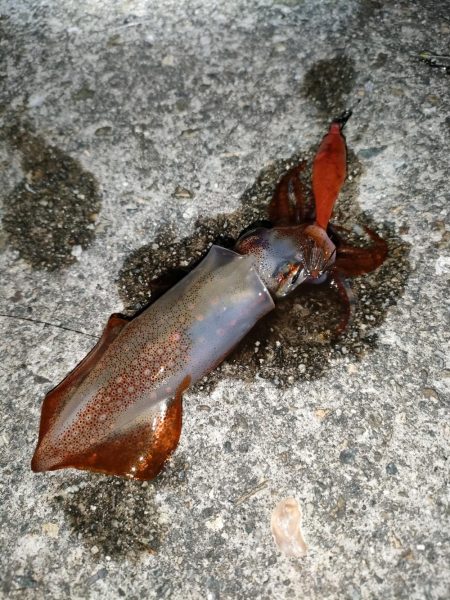 ケンサキ釣れてます。