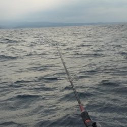 シロイカサイズアップ