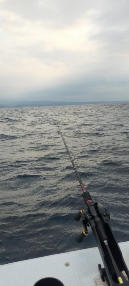 シロイカサイズアップ