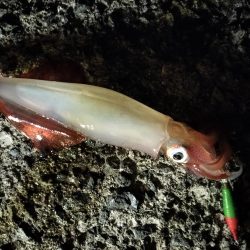 ケンサキエギング