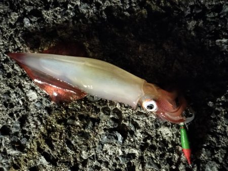 ケンサキエギング