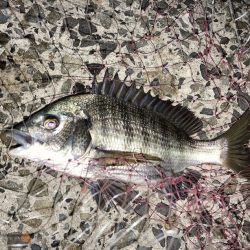 良型チヌにコッパの数釣り