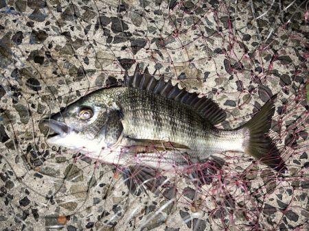 良型チヌにコッパの数釣り