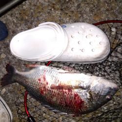 青虫投下してみました