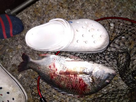 青虫投下してみました