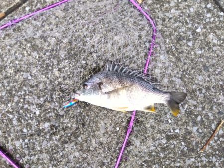 阪神間トップチヌランガン