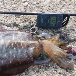 対馬エギング釣果