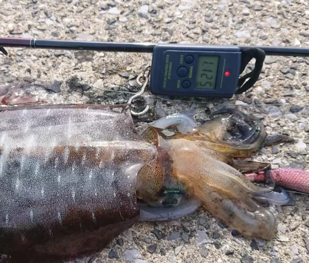 対馬エギング釣果