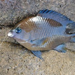 フカセ‥グレ釣れないですネ・・