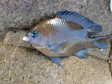 フカセ‥グレ釣れないですネ・・