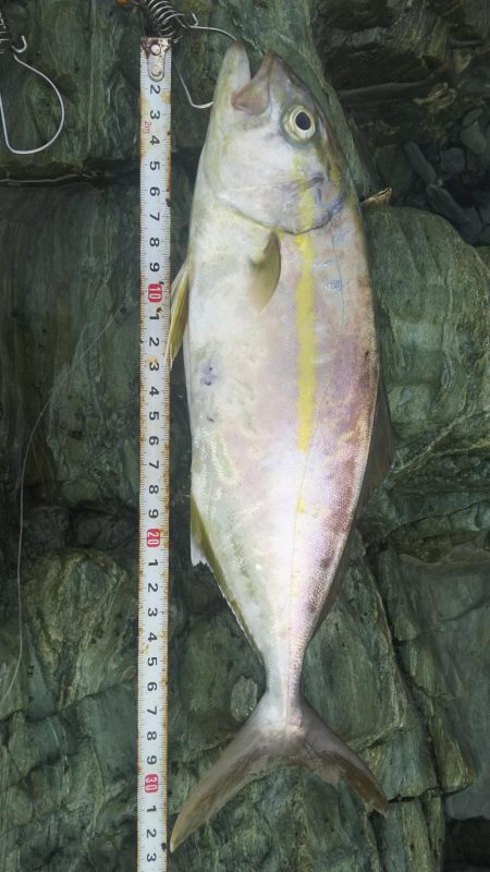 遠投マウスの実力