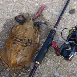 対馬エギング釣果