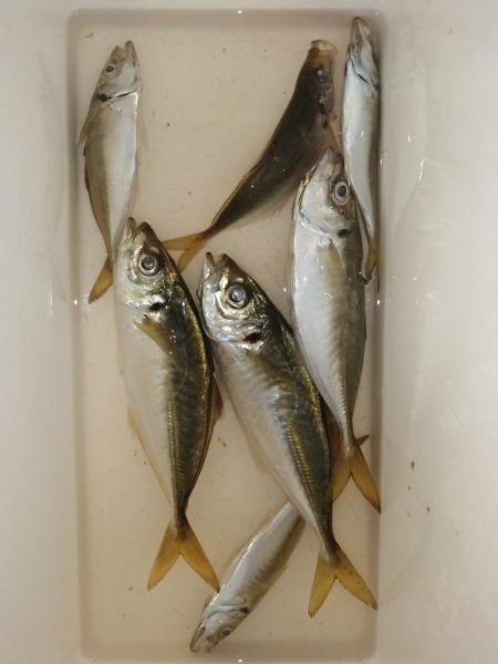 まだまだ厳しく