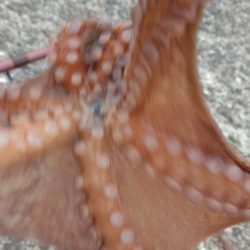 海の色がコーヒー牛乳