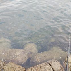 タコ頑張ってます