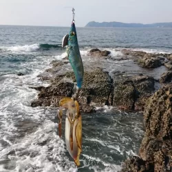 対馬エギング釣果