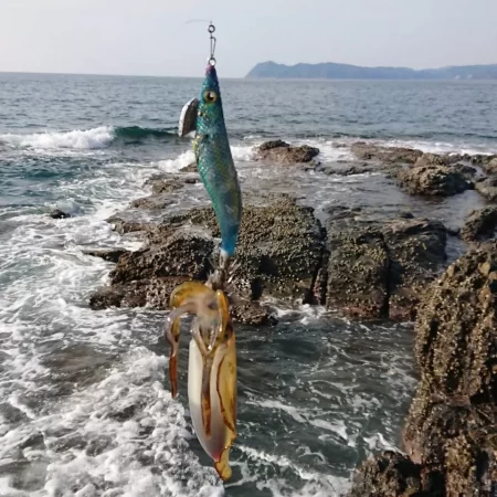 対馬エギング釣果