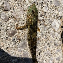 キス釣りでしたが