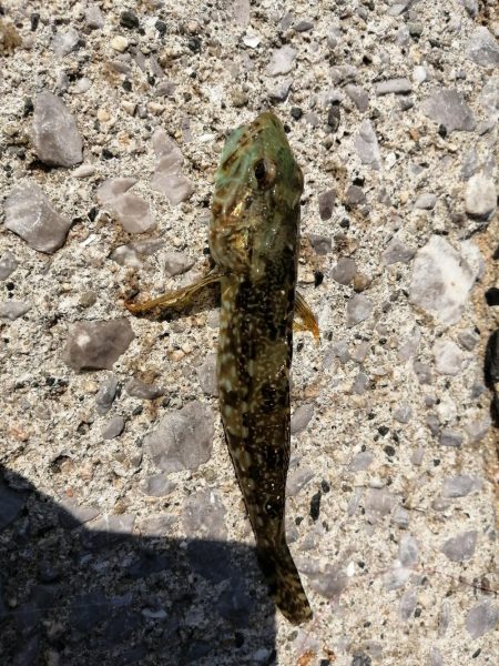 キス釣りでしたが