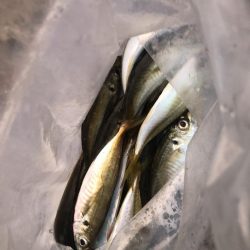 キジハタ・オオモンハタ・アジ