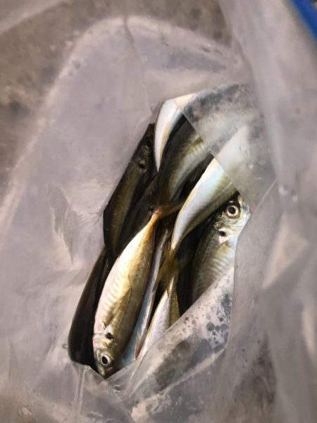 キジハタ・オオモンハタ・アジ