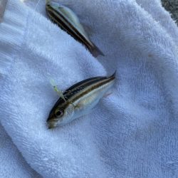 日中サビキ釣り！！