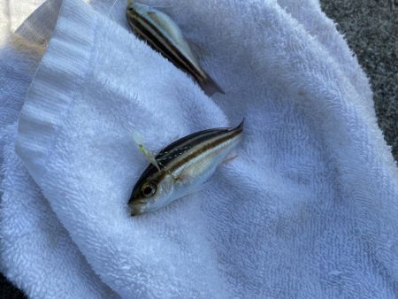 日中サビキ釣り！！