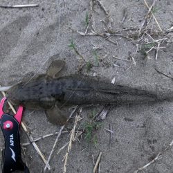 ルアーでマゴチ