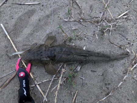 ルアーでマゴチ