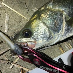 ワームでシーバス