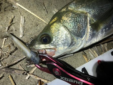 ワームでシーバス