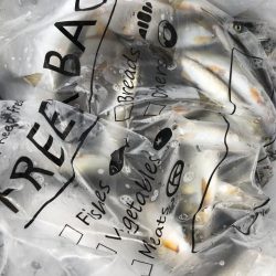 今年初の犬上川