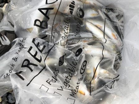 今年初の犬上川