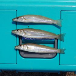 猛暑のキス釣り 網入れに降参