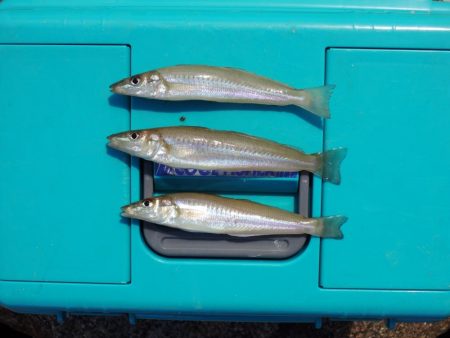 猛暑のキス釣り 網入れに降参