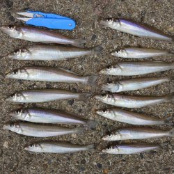 キス釣り チャリコとミニカワハギに苦戦