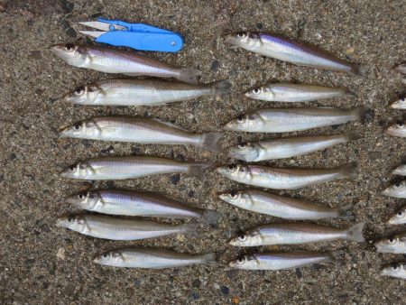 キス釣り　チャリコとミニカワハギに苦戦