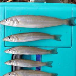 雨中のキス釣り