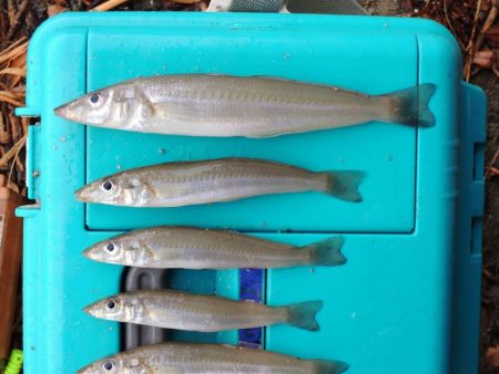 雨中のキス釣り