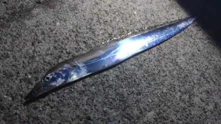 太刀魚リベンジ戦