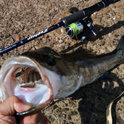 ぶらデイシーバス調査!!