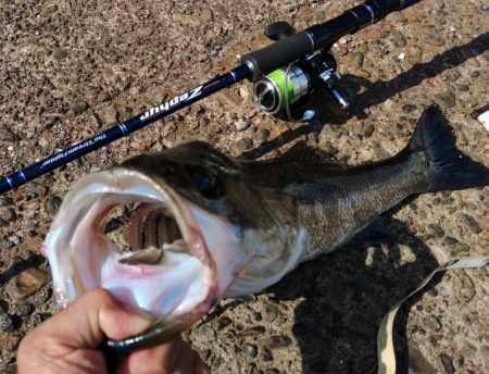 ぶらデイシーバス調査!!