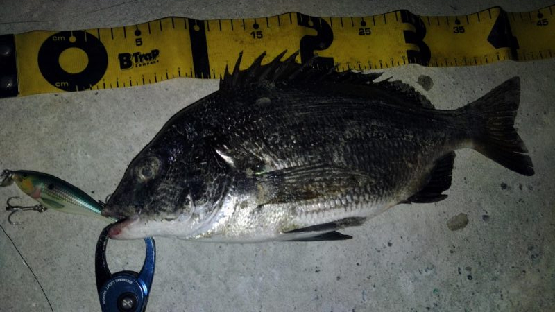 ぶら河川調査！